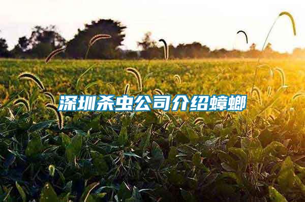 深圳殺蟲公司介紹蟑螂