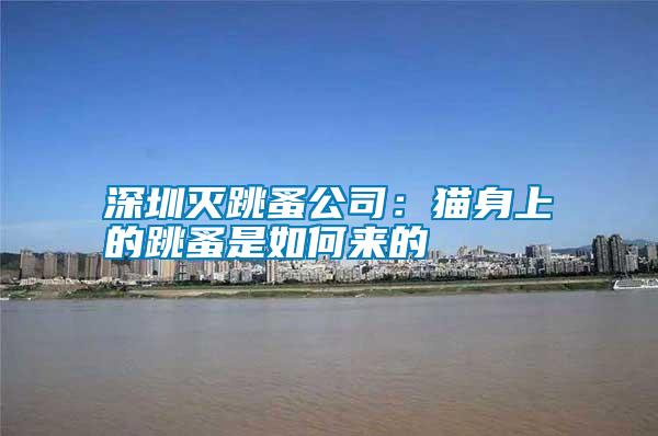 深圳滅跳蚤公司：貓身上的跳蚤是如何來的