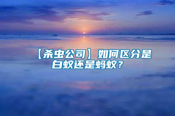 【殺蟲公司】如何區(qū)分是白蟻還是螞蟻？