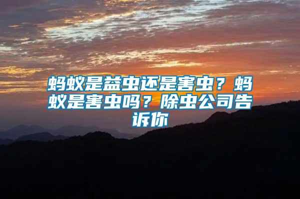 螞蟻是益蟲還是害蟲？螞蟻是害蟲嗎？除蟲公司告訴你