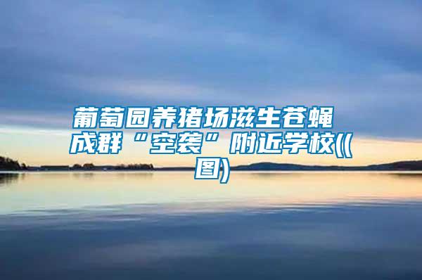 葡萄園養(yǎng)豬場滋生蒼蠅 成群“空襲”附近學校((圖)