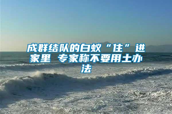 成群結(jié)隊的白蟻“住”進家里 專家稱不要用土辦法