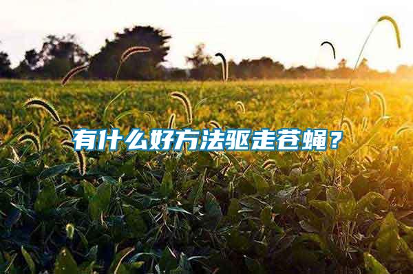 有什么好方法驅(qū)走蒼蠅？