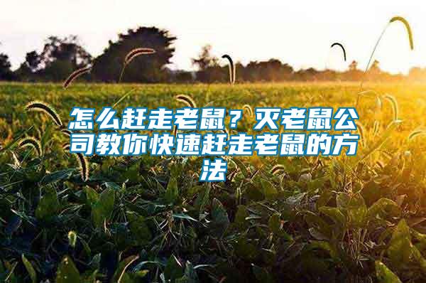 怎么趕走老鼠？滅老鼠公司教你快速趕走老鼠的方法