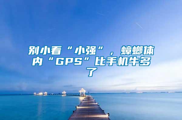 別小看“小強(qiáng)”，蟑螂體內(nèi)“GPS”比手機(jī)牛多了