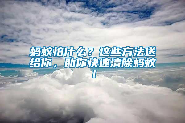 螞蟻怕什么？這些方法送給你，助你快速清除螞蟻！