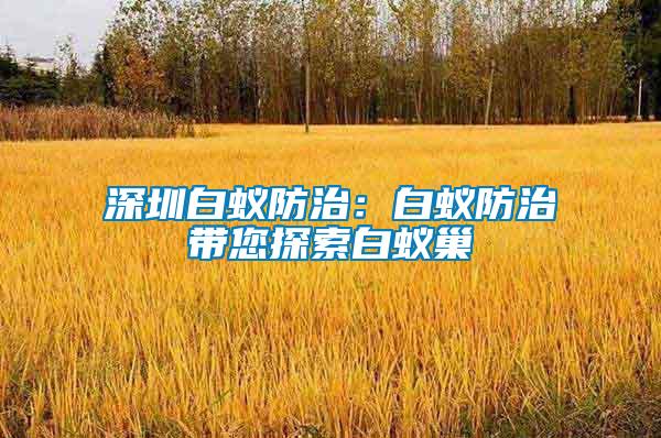 深圳白蟻防治：白蟻防治帶您探索白蟻巢