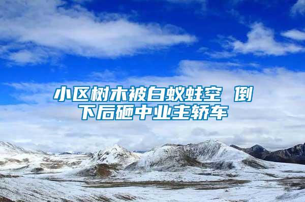 小區(qū)樹木被白蟻蛀空 倒下后砸中業(yè)主轎車