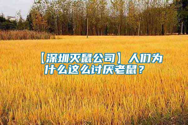 【深圳滅鼠公司】人們?yōu)槭裁催@么討厭老鼠？