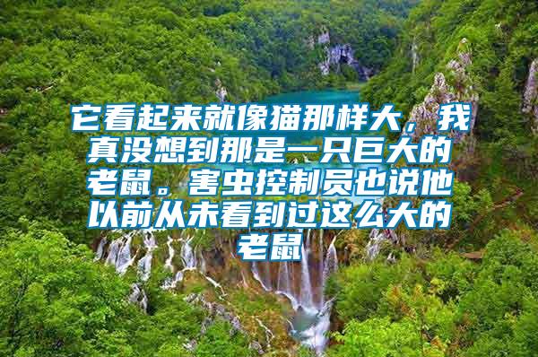 它看起來就像貓那樣大，我真沒想到那是一只巨大的老鼠。害蟲控制員也說他以前從未看到過這么大的老鼠