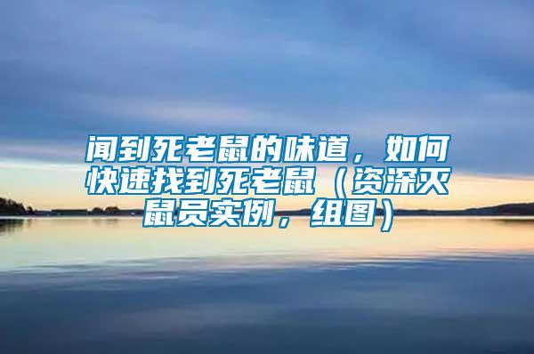 聞到死老鼠的味道，如何快速找到死老鼠（資深滅鼠員實例，組圖）