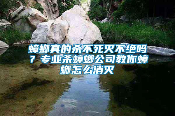 蟑螂真的殺不死滅不絕嗎？專業(yè)殺蟑螂公司教你蟑螂怎么消滅