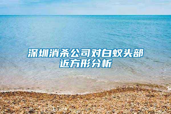 深圳消殺公司對(duì)白蟻頭部近方形分析