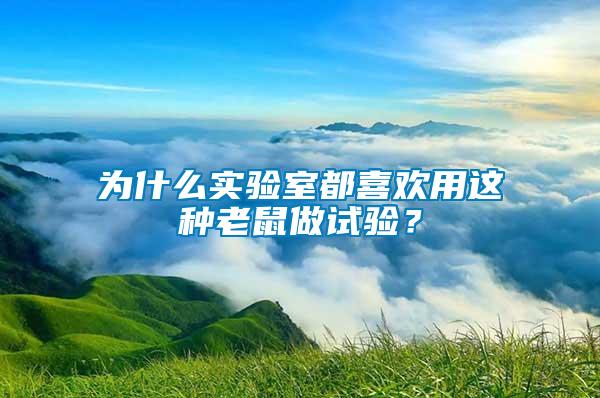 為什么實(shí)驗(yàn)室都喜歡用這種老鼠做試驗(yàn)？