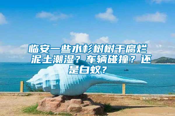 臨安一些水杉樹樹干腐爛 泥土潮濕？車輛碰撞？還是白蟻？