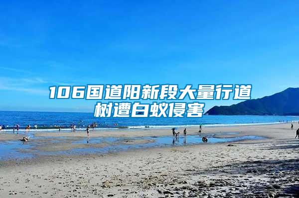 106國道陽新段大量行道樹遭白蟻侵害