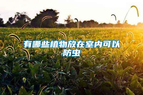 有哪些植物放在室內(nèi)可以防蟲