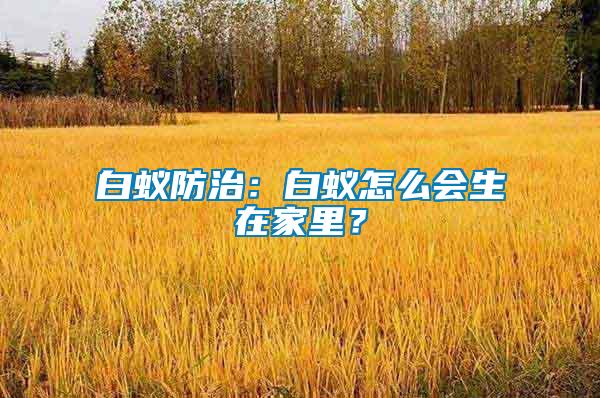 白蟻防治：白蟻怎么會生在家里？