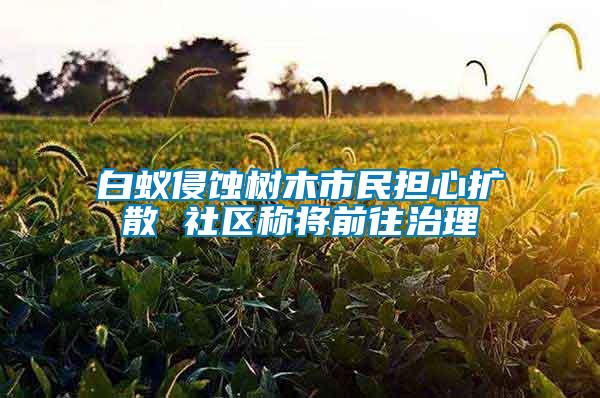 白蟻侵蝕樹木市民擔心擴散 社區(qū)稱將前往治理