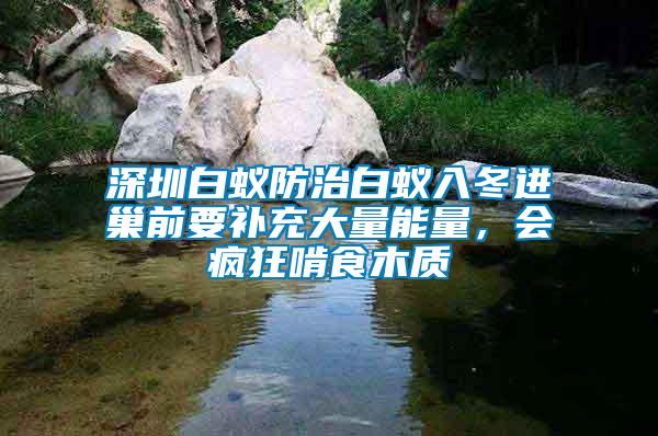 深圳白蟻防治白蟻入冬進(jìn)巢前要補(bǔ)充大量能量，會(huì)瘋狂啃食木質(zhì)