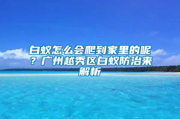 白蟻怎么會(huì)爬到家里的呢？廣州越秀區(qū)白蟻防治來(lái)解析