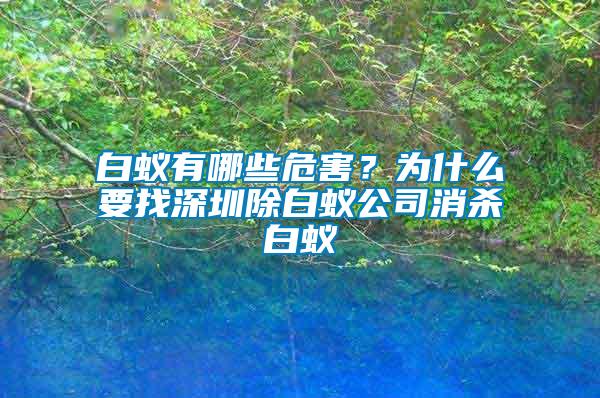 白蟻有哪些危害？為什么要找深圳除白蟻公司消殺白蟻