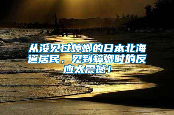 從沒見過蟑螂的日本北海道居民，見到蟑螂時的反應(yīng)太震撼！