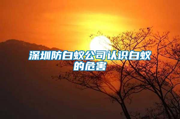 深圳防白蟻公司認識白蟻的危害