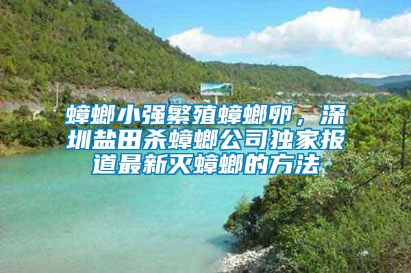 蟑螂小強繁殖蟑螂卵，深圳鹽田殺蟑螂公司獨家報道最新滅蟑螂的方法