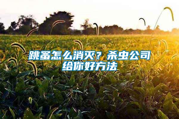 跳蚤怎么消滅？殺蟲(chóng)公司給你好方法