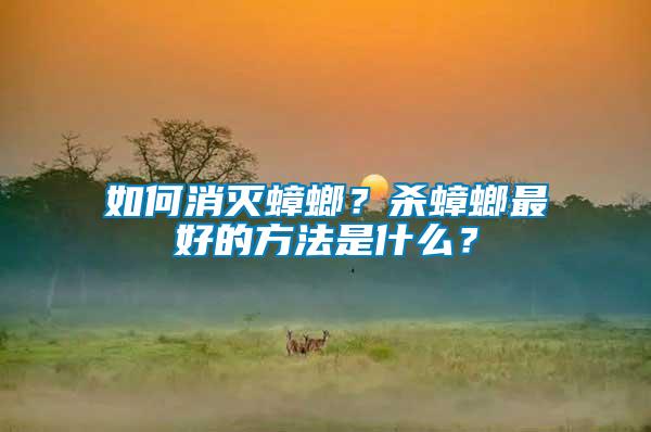 如何消滅蟑螂？殺蟑螂最好的方法是什么？