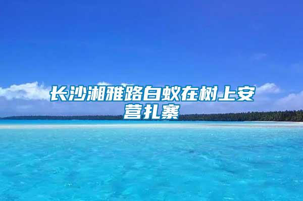 長(zhǎng)沙湘雅路白蟻在樹(shù)上安營(yíng)扎寨