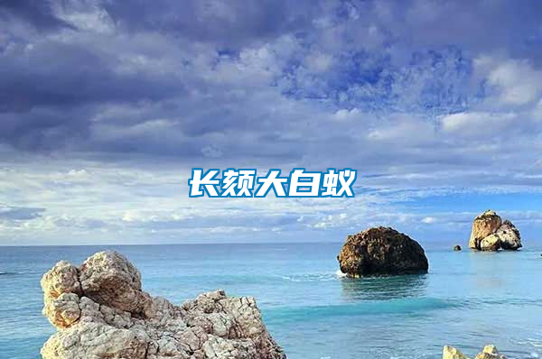 長(zhǎng)頦大白蟻