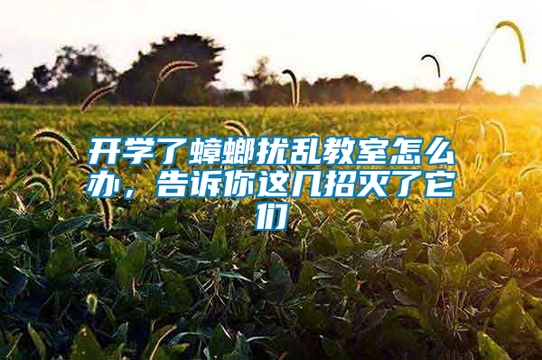 開學(xué)了蟑螂擾亂教室怎么辦，告訴你這幾招滅了它們