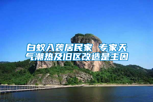 白蟻入襲居民家 專家天氣潮熱及舊區(qū)改造是主因