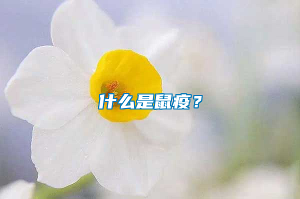 什么是鼠疫？