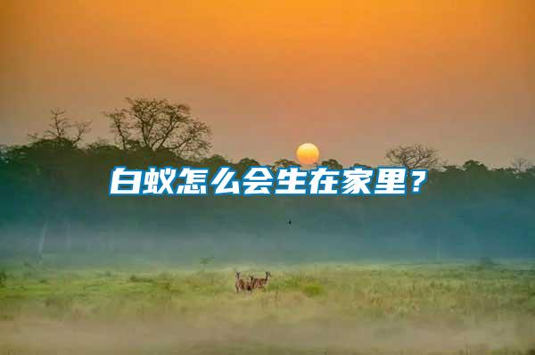 白蟻怎么會(huì)生在家里？