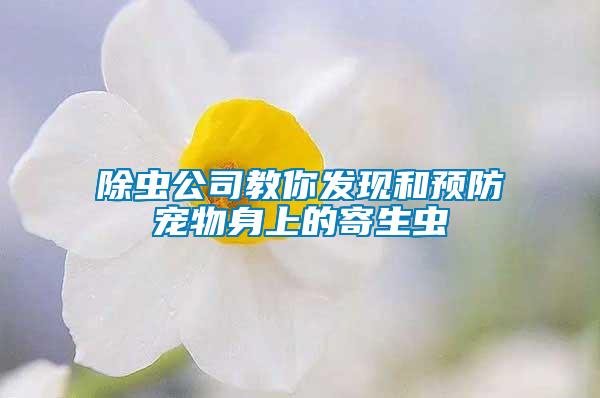 除蟲(chóng)公司教你發(fā)現(xiàn)和預(yù)防寵物身上的寄生蟲(chóng)