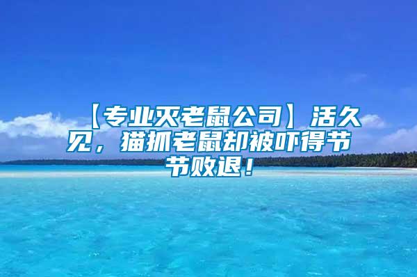 【專業(yè)滅老鼠公司】活久見，貓抓老鼠卻被嚇得節(jié)節(jié)敗退！