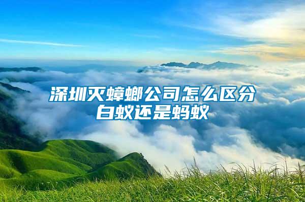 深圳滅蟑螂公司怎么區(qū)分白蟻還是螞蟻