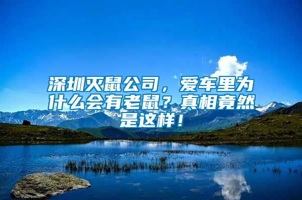 深圳滅鼠公司，愛車?yán)餅槭裁磿?huì)有老鼠？真相竟然是這樣！