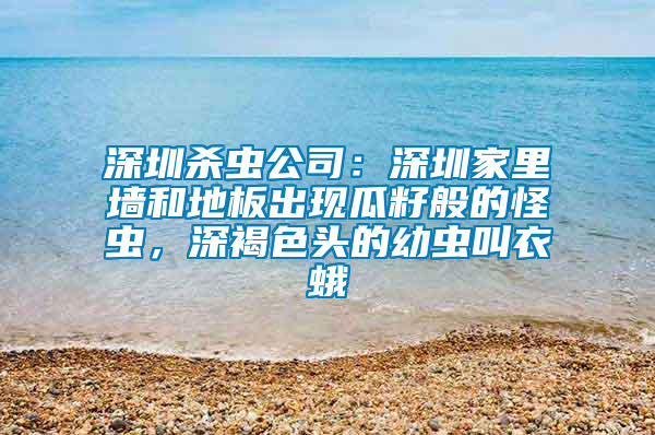 深圳殺蟲公司：深圳家里墻和地板出現(xiàn)瓜籽般的怪蟲，深褐色頭的幼蟲叫衣蛾