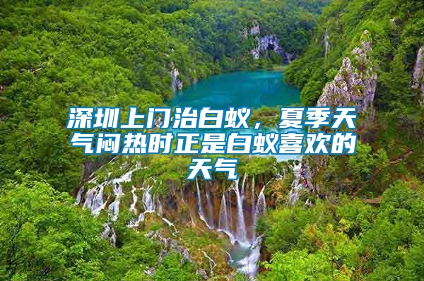 深圳上門治白蟻，夏季天氣悶熱時正是白蟻喜歡的天氣