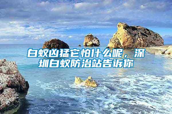 白蟻兇猛它怕什么呢，深圳白蟻防治站告訴你