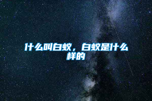 什么叫白蟻，白蟻是什么樣的