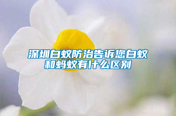 深圳白蟻防治告訴您白蟻和螞蟻有什么區(qū)別