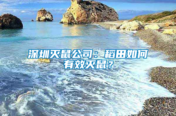 深圳滅鼠公司：稻田如何有效滅鼠？